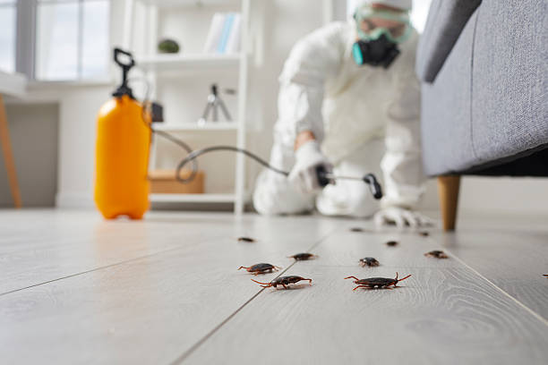 Post-Treatment Bed Bug Interceptor Monitoring in Spruce Pine